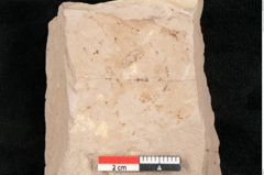 Foto (Detailansicht) von Taxodium distichum miocenicum Heer (NHMW-GEO-2024-0188-6402)
